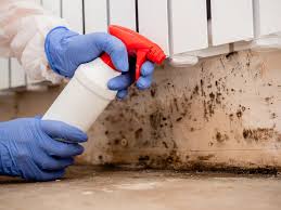 Best Water Damage & Mold Remediation in USA